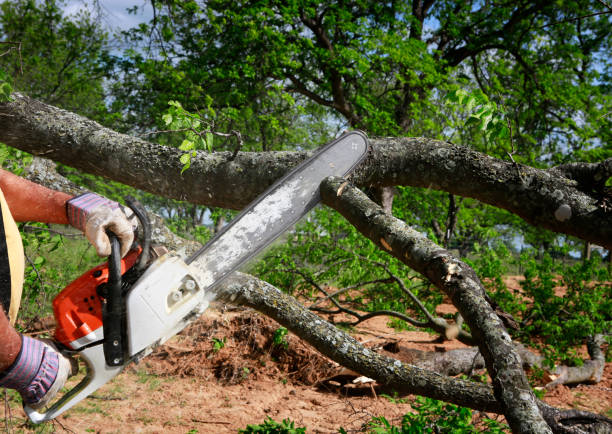 How Our Tree Care Process Works  in  Cape Girardeau, MO